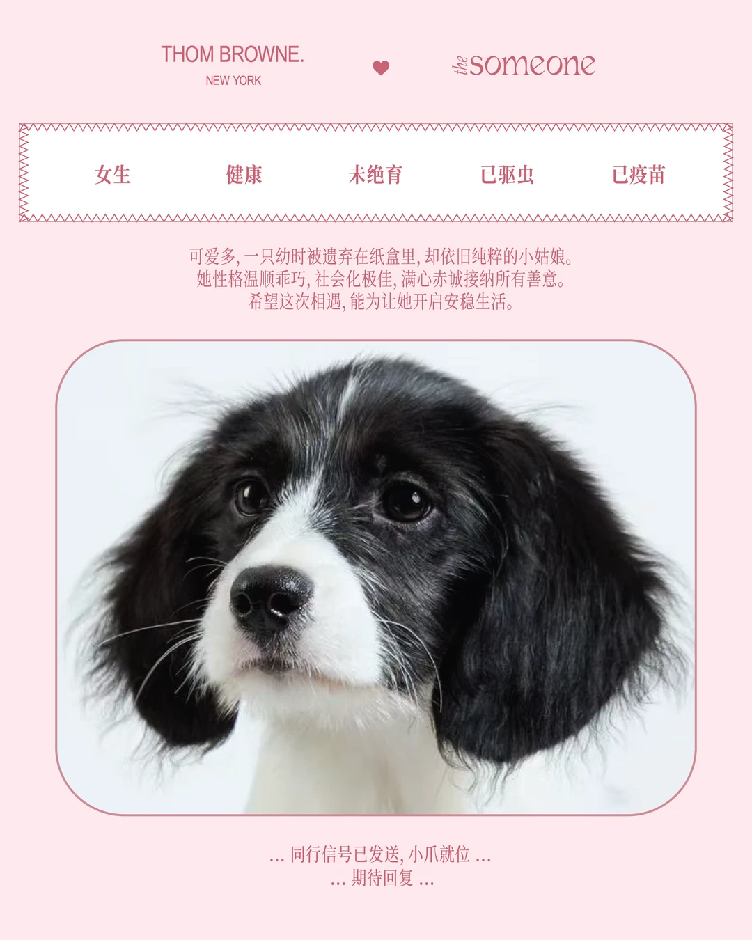 Thom Browne以品牌IP Hector为灵感发布「爱与陪伴」七夕胶囊系列联动上海The Someone动物救助所，2026.7.27‑9.30发起领养公益